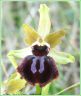Ophrys de la Passion - Ophrys passionis