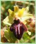 Ophrys de la Passion - Ophrys passionis