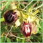 Ophrys de la Passion - Ophrys passionis
