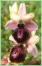Ophrys de la Passion - Ophrys passionis