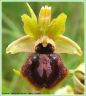 Ophrys de la Passion - Ophrys passionis
