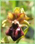 Ophrys de la Passion - Ophrys passionis