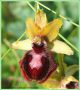 Ophrys de la Passion - Ophrys passionis