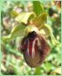 Ophrys de la Passion - Ophrys passionis