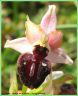Ophrys de la Passion - Ophrys passionis