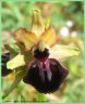 Ophrys de la Passion - Ophrys passionis