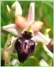 Ophrys de la Passion - Ophrys passionis