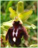 Ophrys de la Passion - Ophrys passionis