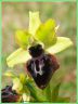 Ophrys de la Passion - Ophrys passionis