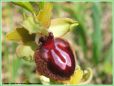 Ophrys de la Passion - Ophrys passionis