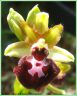 Ophrys de la Passion - Ophrys passionis