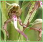 Orchis Bouc - Himantoglossum hircinum _ (fleur)