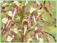 Orchis Bouc - Himantoglossum hircinum