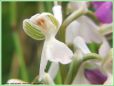 Orchis Bouffon - Orchis morio _ (hypochromie)