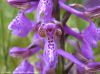 Orchis Bouffon - Orchis morio