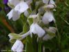 Orchis Bouffon - Orchis morio _ blanche
