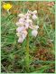 Orchis Bouffon - Orchis morio _ variante de couleur