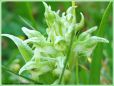 Orchis Punaise - Orchis coriophora _ (Hypochromie)