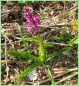 Orchis Mâle - Orchis maculata