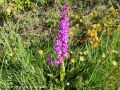 Orchis Mâle _ Orchis mascula
