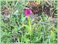 Orchis Pyramidal - Anacamptis pyramidalis