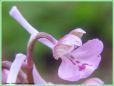Orchis Bouffon - Orchis morio _ long éperon en massue