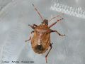 Heteroptera _ Pentatomidae - Picromerus bidens