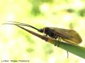 Phrygane ( Trichoptera) sp
