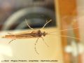 Phrygane (Trichoptera , Limnephilidae) - Glyphotaelius pellucidius