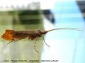 Phrygane(Trichoptera) - Glyphotaelius pellucidus _ limnephilidae