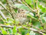 Pipit des Arbres - Anthus trivialis