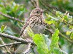 Pipit des Arbres , Tree pipit - Anthus trivialis
