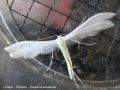 Ptérophore - Pterophorus pentadactyla
