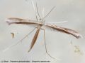 Ptérophore (pterophoridae) - Stenoptilia zophodactylus