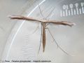 Pterophoridae - Stenoptilia zophodactylus