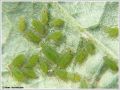 Pucerons Verts - Myzus persicae