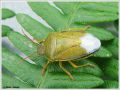 Heteroptera _ pentatomidae - Piezodorus lituratus
