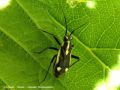 Punaise - Capsodes flavomarginatus