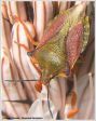 Heteroptera _ Pentamidae - Carpocoris fucispinus