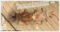 Heteroptera _ Coreidae - Coreus marginatus
