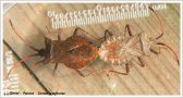 Coreidae - Coreus marginatus