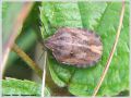 Punaise - Eurygaster maura