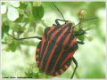 Heteroptera _ Pentatomidae - Graphosoma italicum