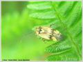 Heteroptera _ Miridae - Liocoris tripustulatus