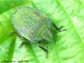 Punaise - Nezara viridula