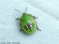 Punaise - Nezara viridula (larve)