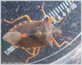 Heteroptera _ Pentatomidae - Pentatoma rufipes