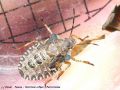 Punaise - Pentatoma rufipes _ Pentatomidae 