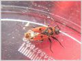 Punaise _ Lygaeidae - Melanocoryphus albomaculatus