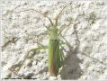 Heteroptera _ (Miridae) - Notostira elongata